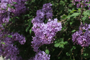 Traitement punaises de lit Les Lilas